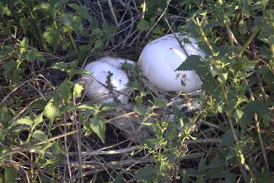 Riesenbovist - gefunden im Juli 2003 in der Prümer Kalkmulde