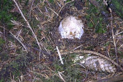 Hexenei - im Vorstadium zur Stinkmorchel ein hervorragender Würzpilz!