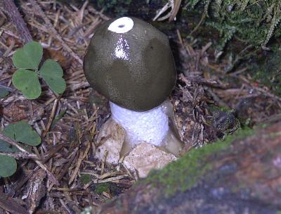 Die Stinkmorchel - nur ein Genuss für die Augen!