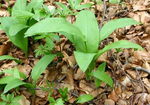B�rlauch vor der Bl�te - so ist er am leckersten!