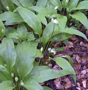 B�rlauch mit Knospen und Bl�ten