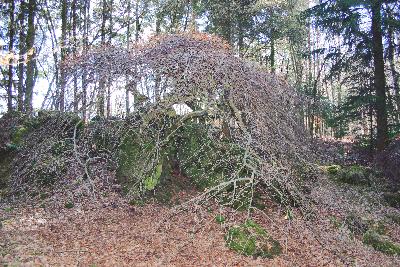 Große Krausbuche bei Fleringen 2006