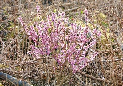 Seidelbast im Altburgtal