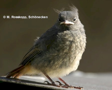 Hausrotschwanzk�ken in der Mauser