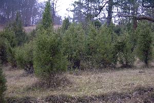 Wacholder im Altburgtal